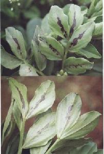 蠶豆炭疽病 蠶豆炭疽病