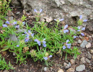 岷山毛建草 岷山毛建草