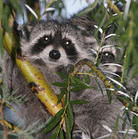 特島浣熊 特島浣熊