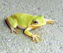 青蛙