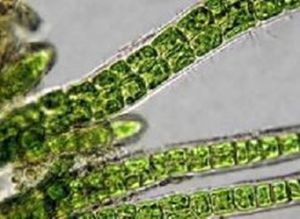 反曲轉板藻 反曲轉板藻