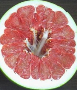 美紅蜜柚 美紅蜜柚