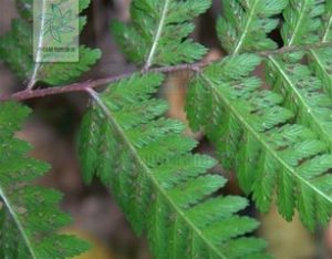 日本蹄蓋蕨 日本蹄蓋蕨