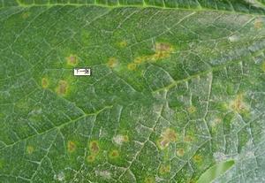 菠菜斑點病 菠菜斑點病