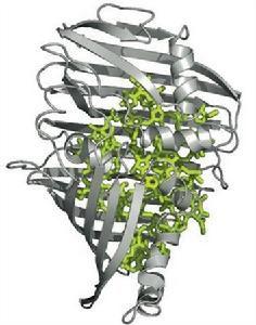 嗜金屬細菌 嗜金屬細菌