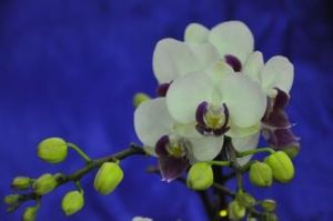 廣東翁源賞花節 廣東翁源賞花節