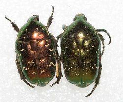 白星花金龜 白星花金龜