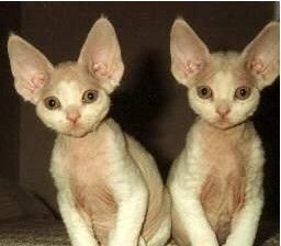 科來特貓 科來特貓