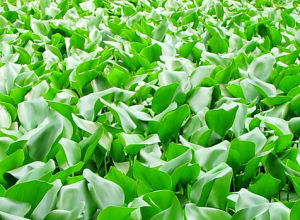 生態入侵 生態入侵