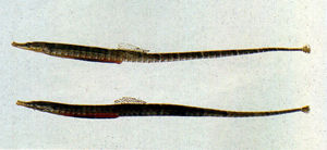 藍點多環海龍 藍點多環海龍