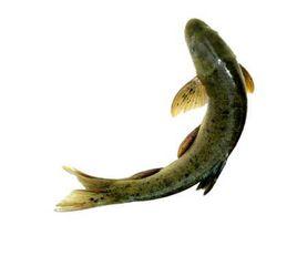 小雅·魚藻之什·綿蠻 小雅·魚藻之什·綿蠻