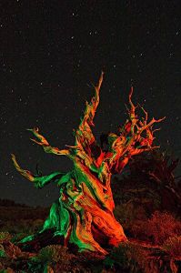 《閃耀的狐尾松》