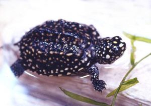 哈米頓龜 哈米頓龜