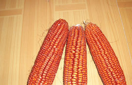 丹玉83號 丹玉83號