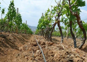 灌溉制度 灌溉制度