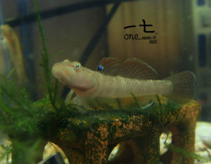 威氏壯齒蝦虎 威氏壯齒蝦虎