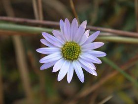 高莖紫菀 高莖紫菀