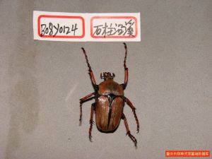 毛鱗花金龜 毛鱗花金龜