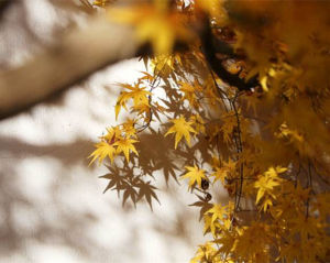 秋賦[韓仕偉所著詩集]