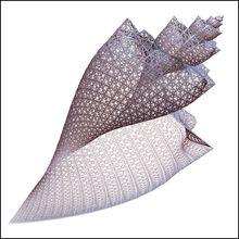 謝爾賓斯基面殼