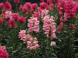 金魚草[金魚草]