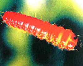 棉花棉莖木囊蛾 棉花棉莖木囊蛾