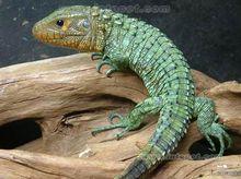 阿根廷黑白泰加