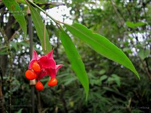冷地衛矛 冷地衛矛