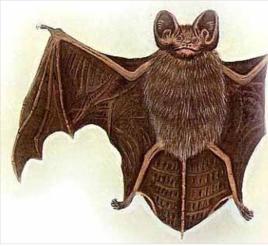 東方蝙蝠 東方蝙蝠