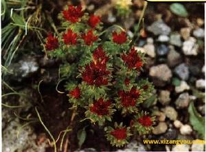 柴胡紅景天 柴胡紅景天