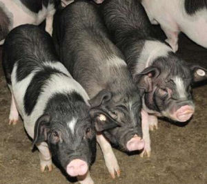 綏寧花豬 綏寧花豬