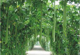 特菜大觀園 特菜大觀園