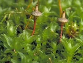 舌葉棉蘚 舌葉棉蘚