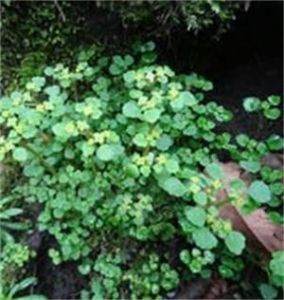 微子金腰 微子金腰