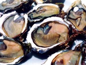 太平洋牡蠣 太平洋牡蠣