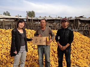 吉東28號[國審玉2007005]