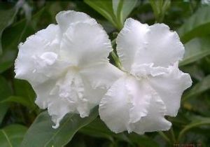 雲南狗牙花（原變種）