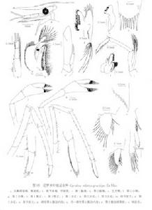 尼羅米蝦細足亞種