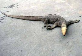 孟加拉巨蜥 孟加拉巨蜥