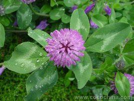 車軸草屬 車軸草屬