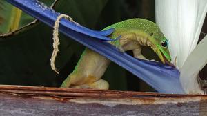 （圖）馬達加斯加金粉守宮