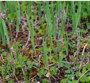毛葉高山唐松草 毛葉高山唐松草