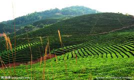 景邁古樹茶 景邁古樹茶