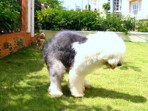 英國古代牧羊犬