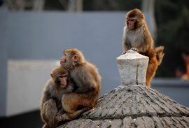 妒忌[漢語辭彙]