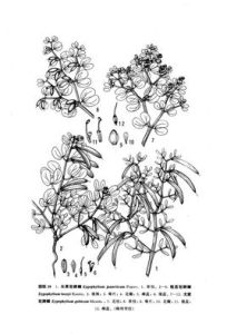 長果霸王 長果霸王