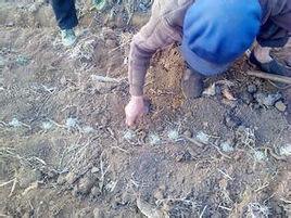 白魔芋膠 白魔芋膠