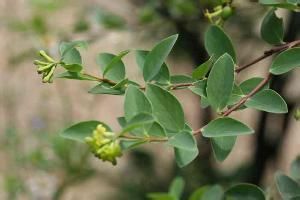 麗江蕘花 麗江蕘花