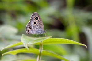 山中波紋蛇目蝶 山中波紋蛇目蝶