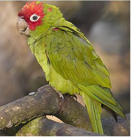 白眼錐尾鸚鵡厄瓜多亞種 白眼錐尾鸚鵡厄瓜多亞種